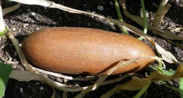 Sbírejte semena okurky doma. Sdílení tajemství